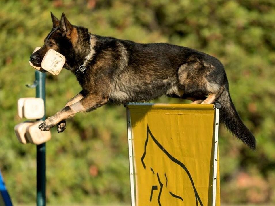 German Shepherd Dog Puppies breeder image 7
