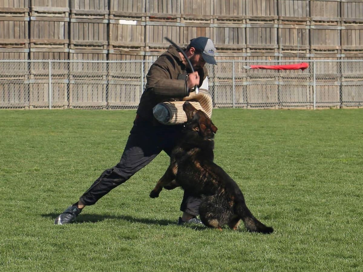 German Shepherd Dog Puppies breeder image 6