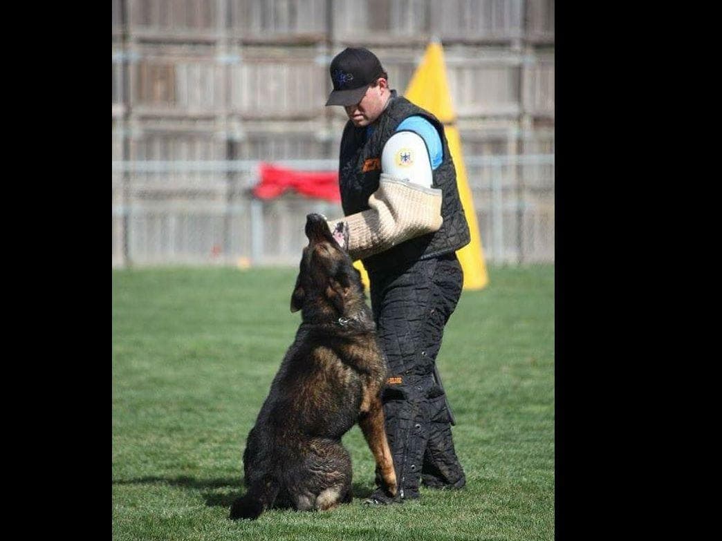 German Shepherd Dog Puppies breeder image 5