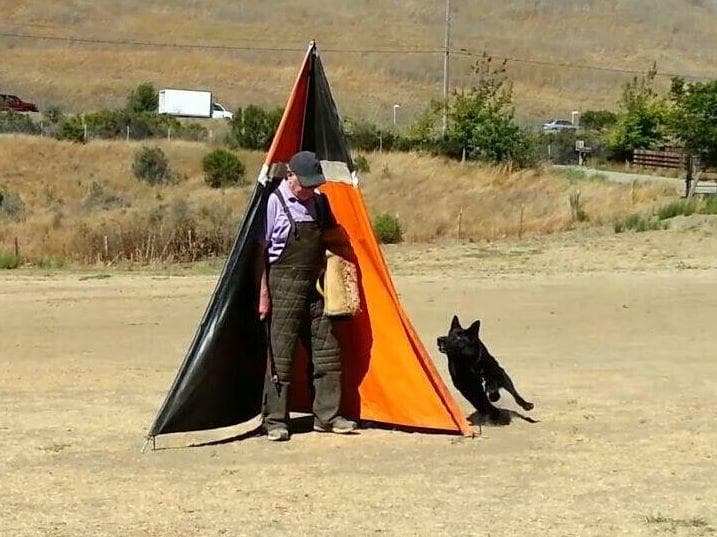 German Shepherd Dog Puppies breeder image 4
