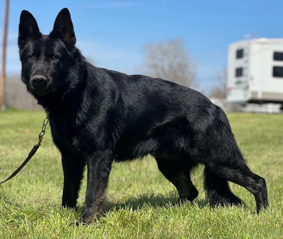 German Shepherd Dog Puppies breeder image 15