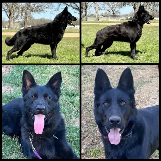 German Shepherd Dog Puppies media 2
