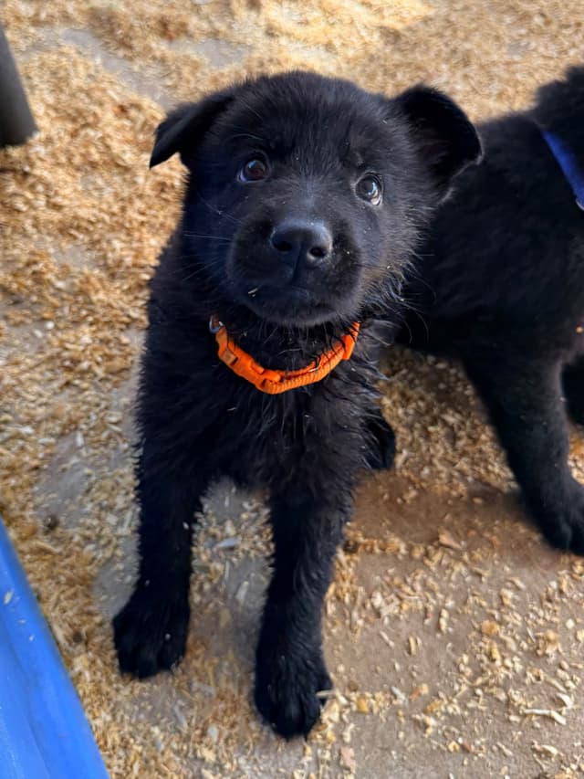 German Shepherd Dog Puppies media 4