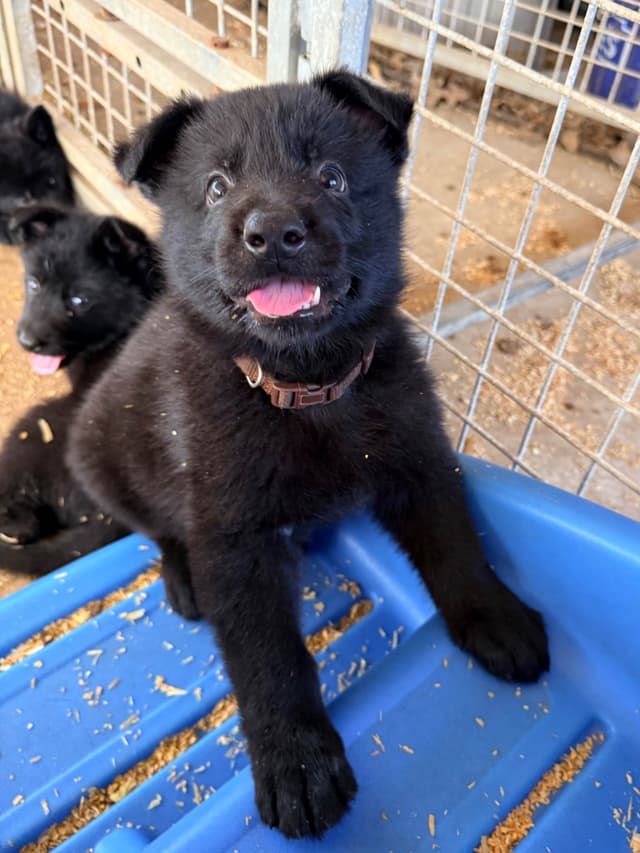 German Shepherd Dog Puppies media 5