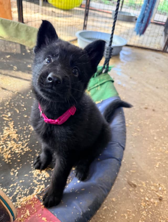 German Shepherd Dog Puppies media 6