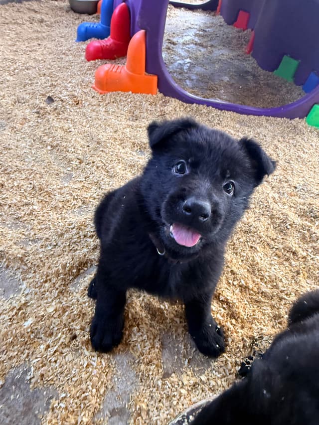 German Shepherd Dog Puppies media 7
