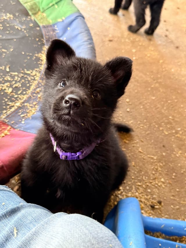 German Shepherd Dog Puppies media 8