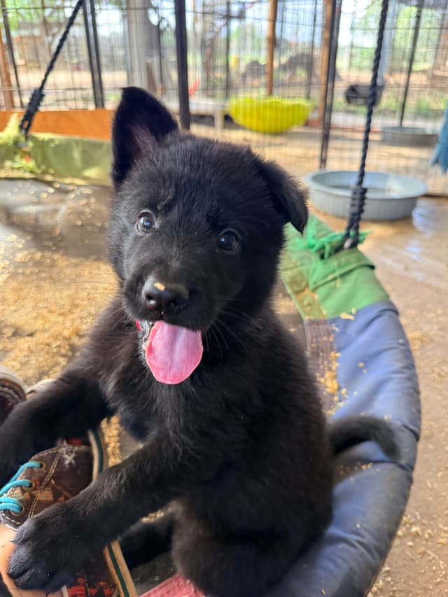 German Shepherd Dog Puppies media 9