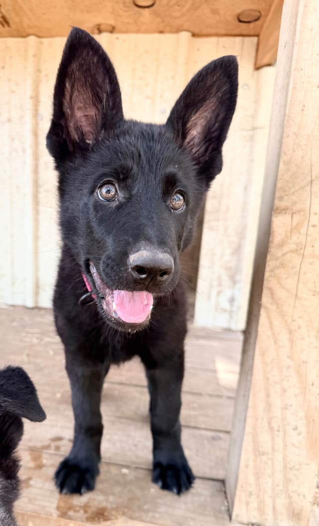 German Shepherd Dog Puppies media 11