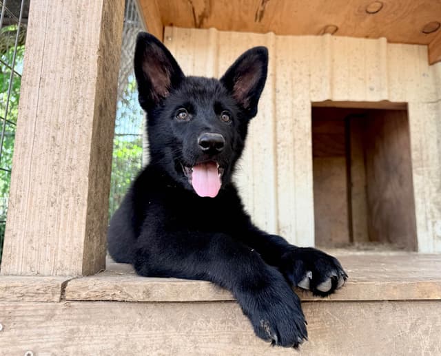 German Shepherd Dog Puppies media 12