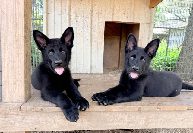 German Shepherd Dog Puppies media 13