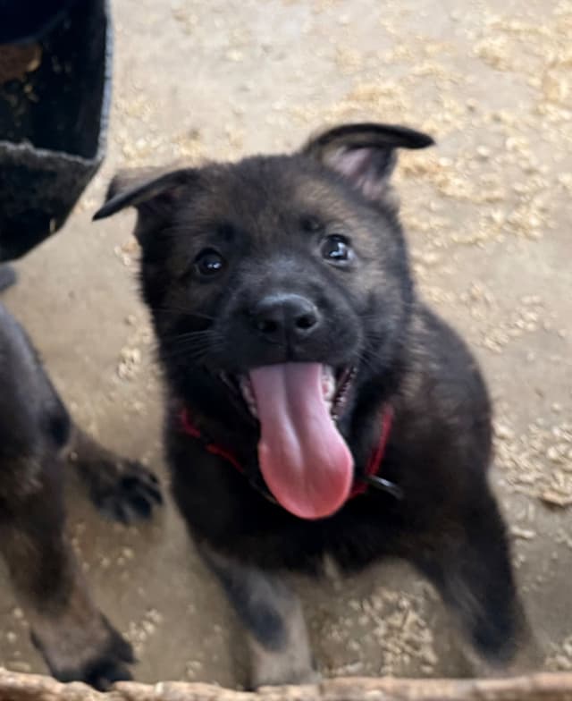 German Shepherd Dog Puppies media 2