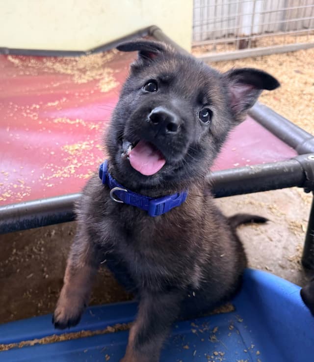 German Shepherd Dog Puppies media 3