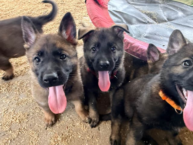German Shepherd Dog Puppies media 4