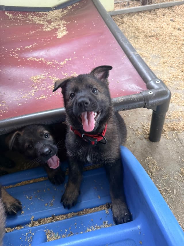 German Shepherd Dog Puppies media 6