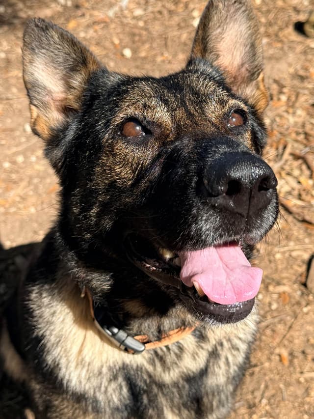 German Shepherd Dog Puppies media 9