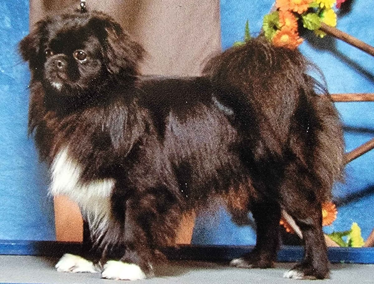 Tibetan Spaniel Puppies breeder image 4