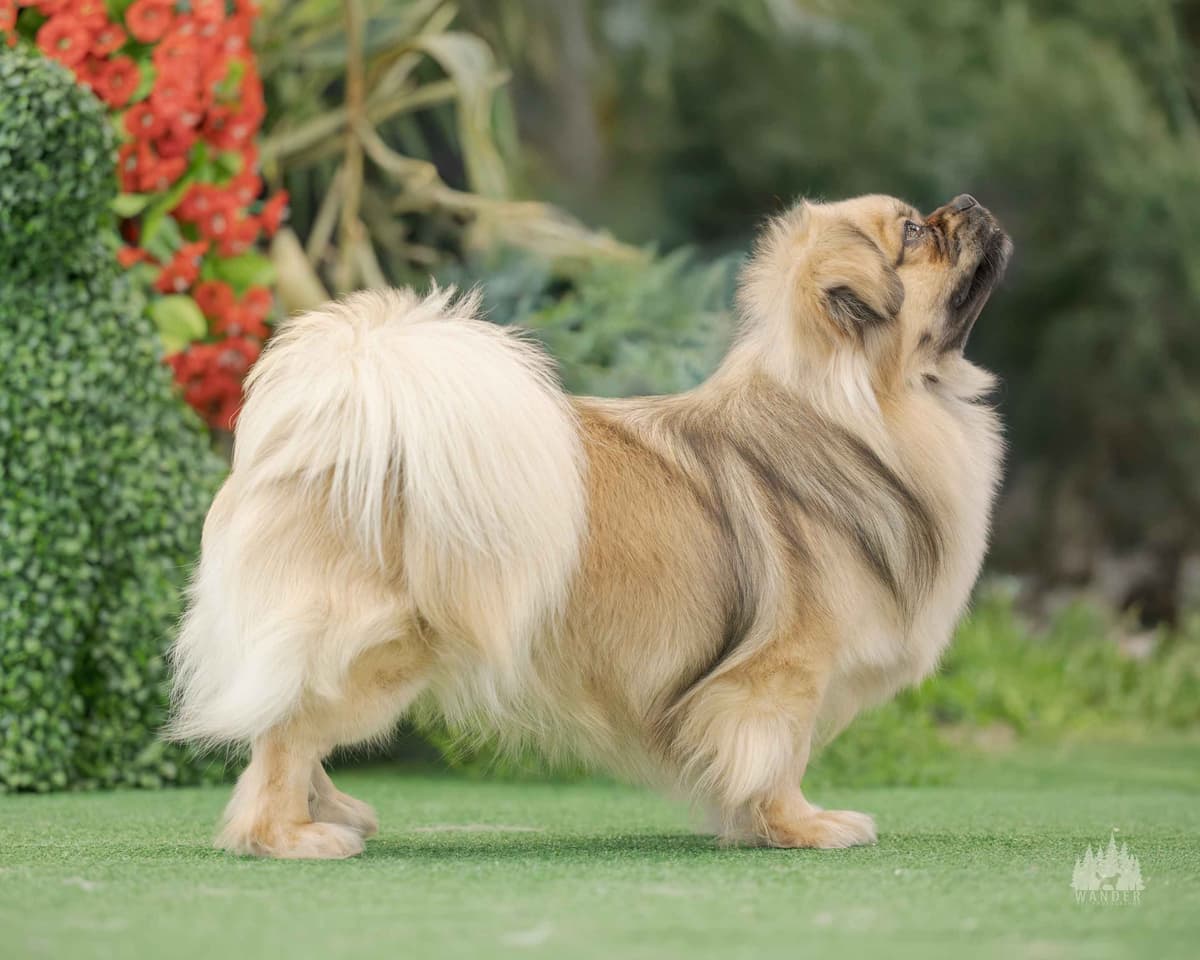 Tibetan Spaniel Puppies breeder image 7