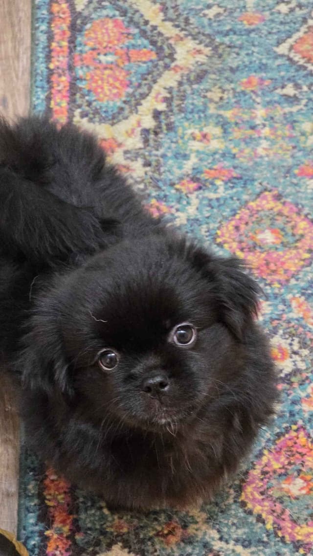 Black Tibetan Spaniel Puppy media 2