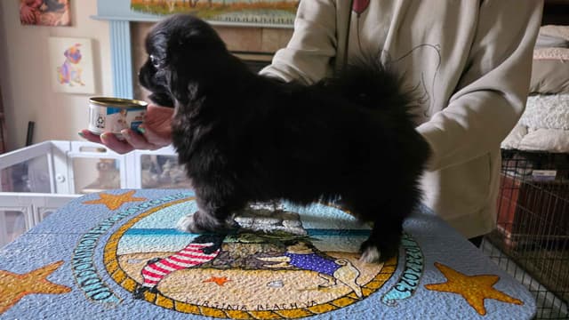 Black Tibetan Spaniel Puppy media 3