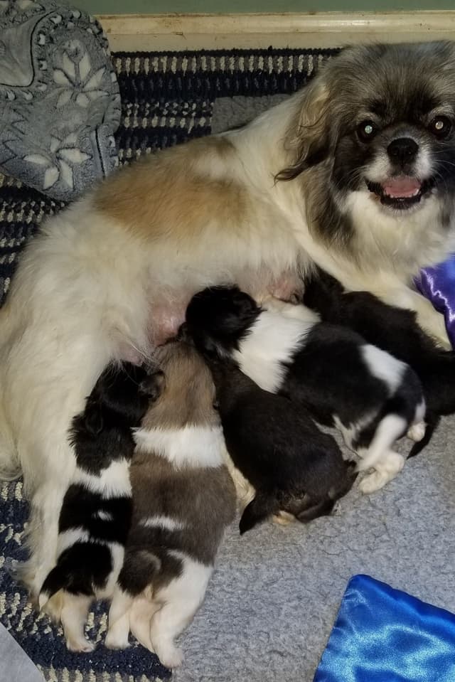 Tibetan Spaniel Puppies media 2