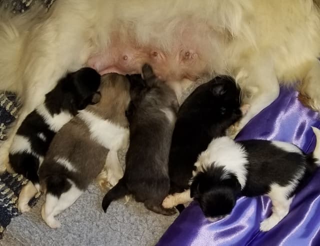 Tibetan Spaniel Puppies media 3