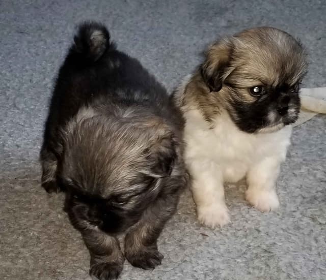 Tibetan Spaniel Puppies media 4