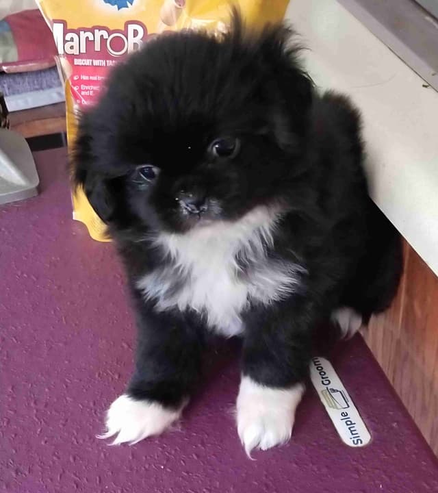 Tibetan Spaniel Puppies media 5