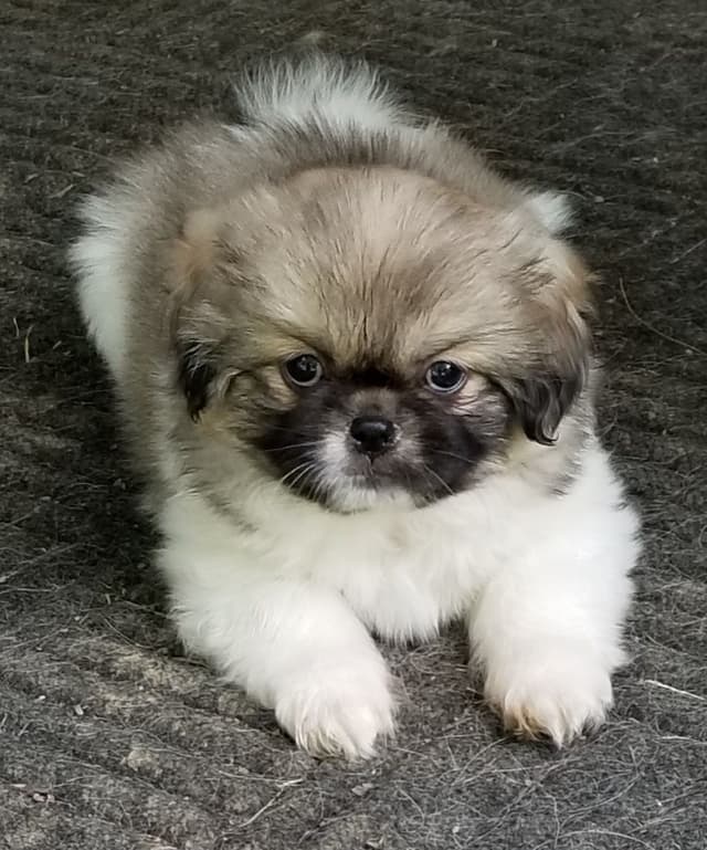 Tibetan Spaniel Puppies media 6