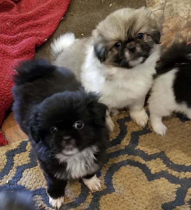 Tibetan Spaniel Puppies media 7