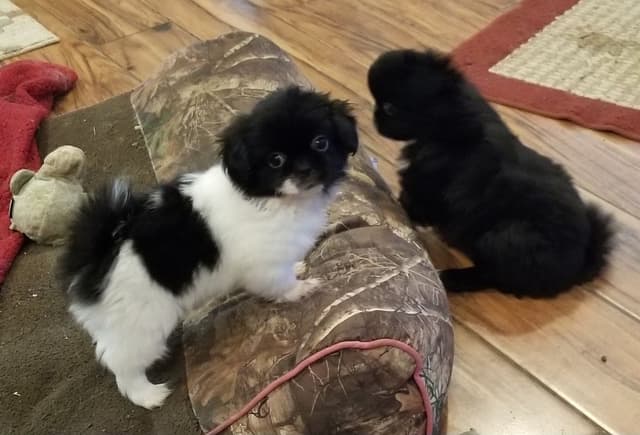 Tibetan Spaniel Puppies media 8