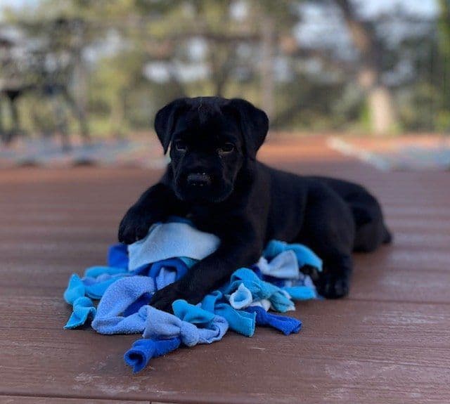 German Shepherd Dog Puppies breeder image 3