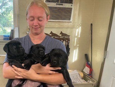 German Shepherd Dog Puppies breeder image 5
