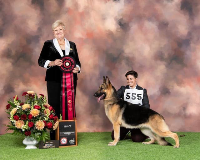 German Shepherd Dog Puppies media 2