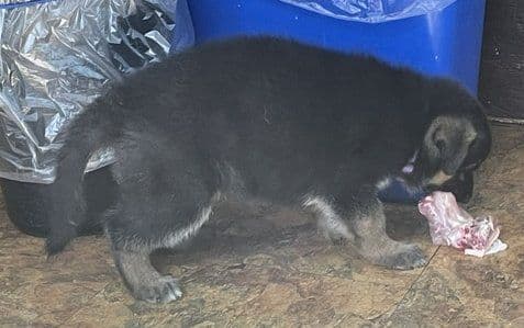 German Shepherd Dog Puppies media 4