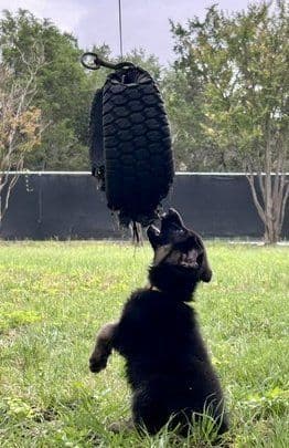 German Shepherd Dog Puppies media 5