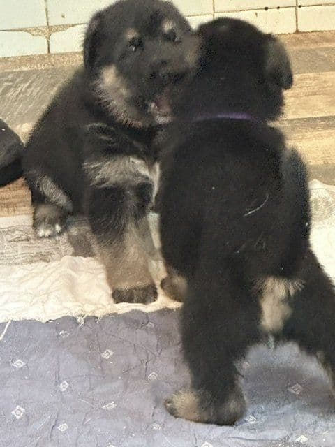 German Shepherd Dog Puppies media 6