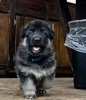 German Shepherd Dog Puppies media 7