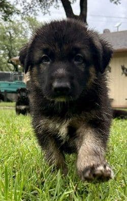 German Shepherd Dog Puppies media 8