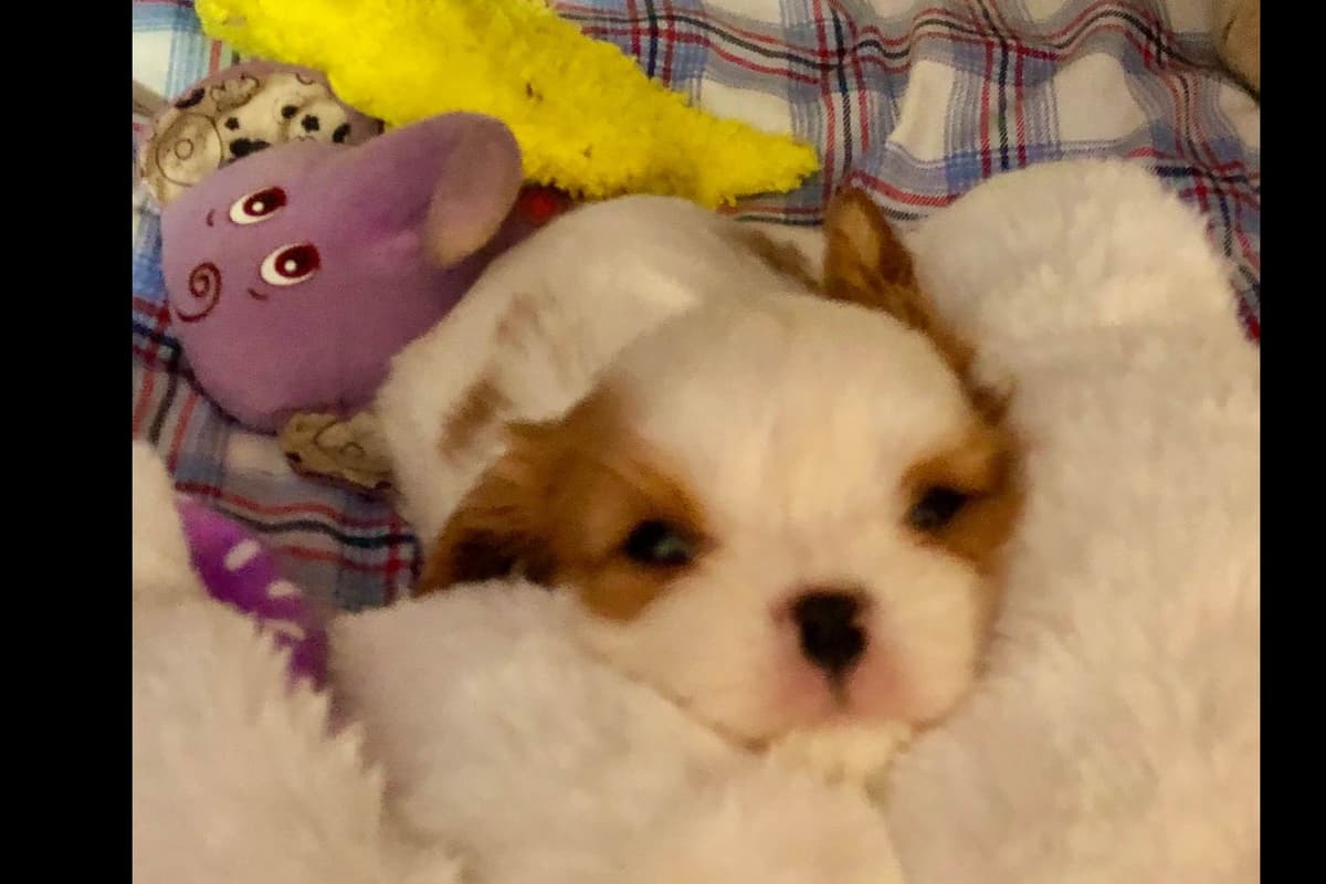 Cavalier King Charles Spaniel Puppies breeder image 2