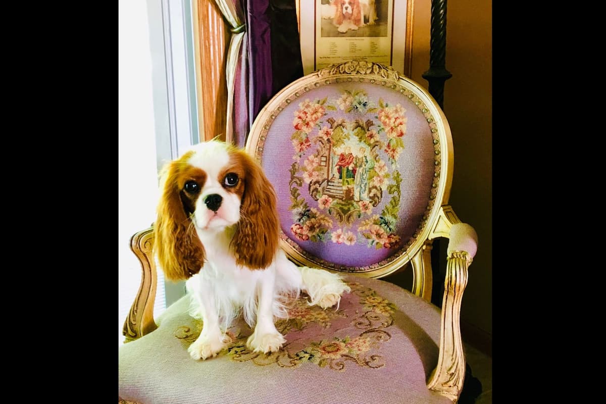 Cavalier King Charles Spaniel Puppies breeder image 3
