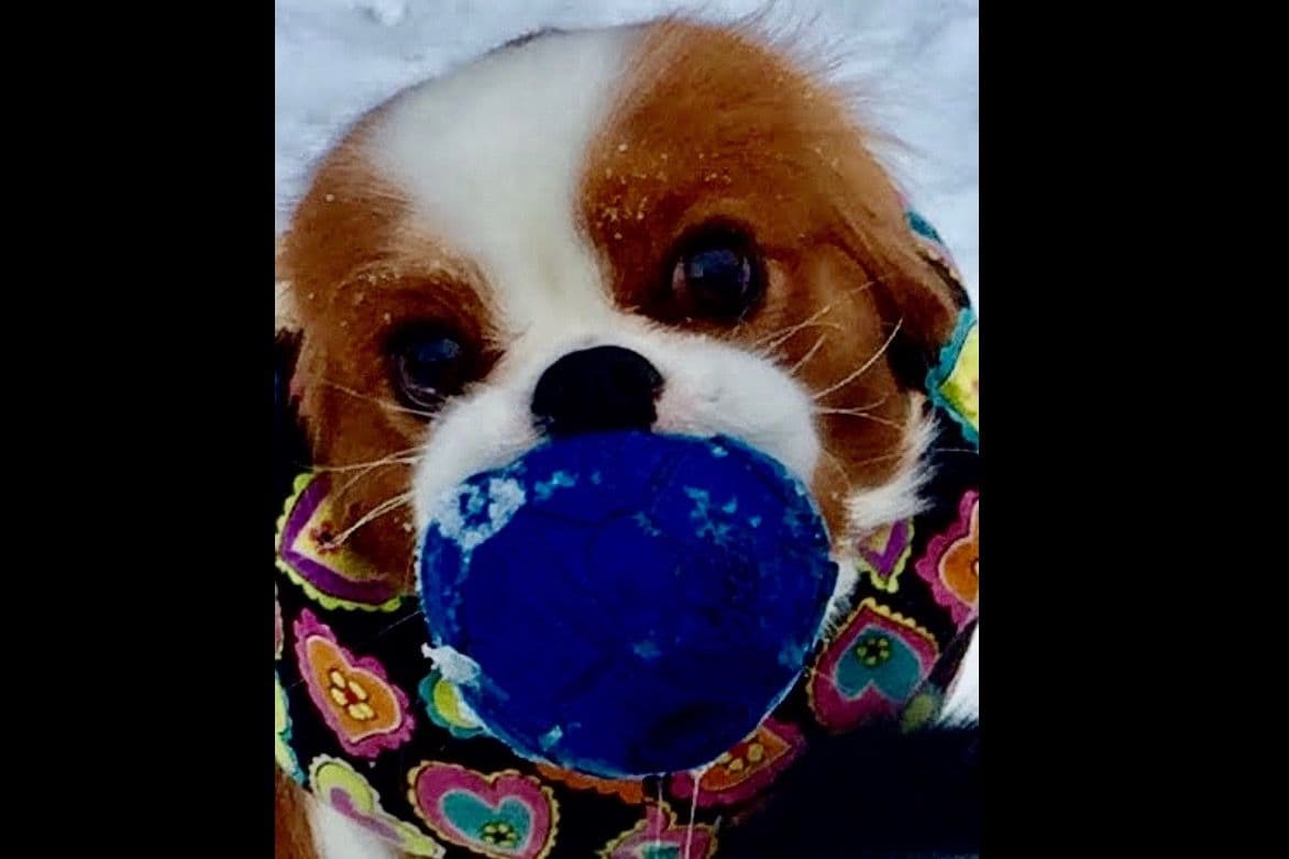 Cavalier King Charles Spaniel Puppies breeder image 4