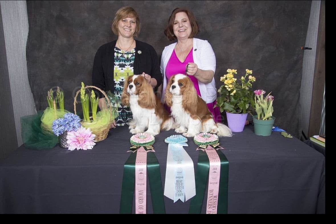 Cavalier King Charles Spaniel Puppies breeder image 7