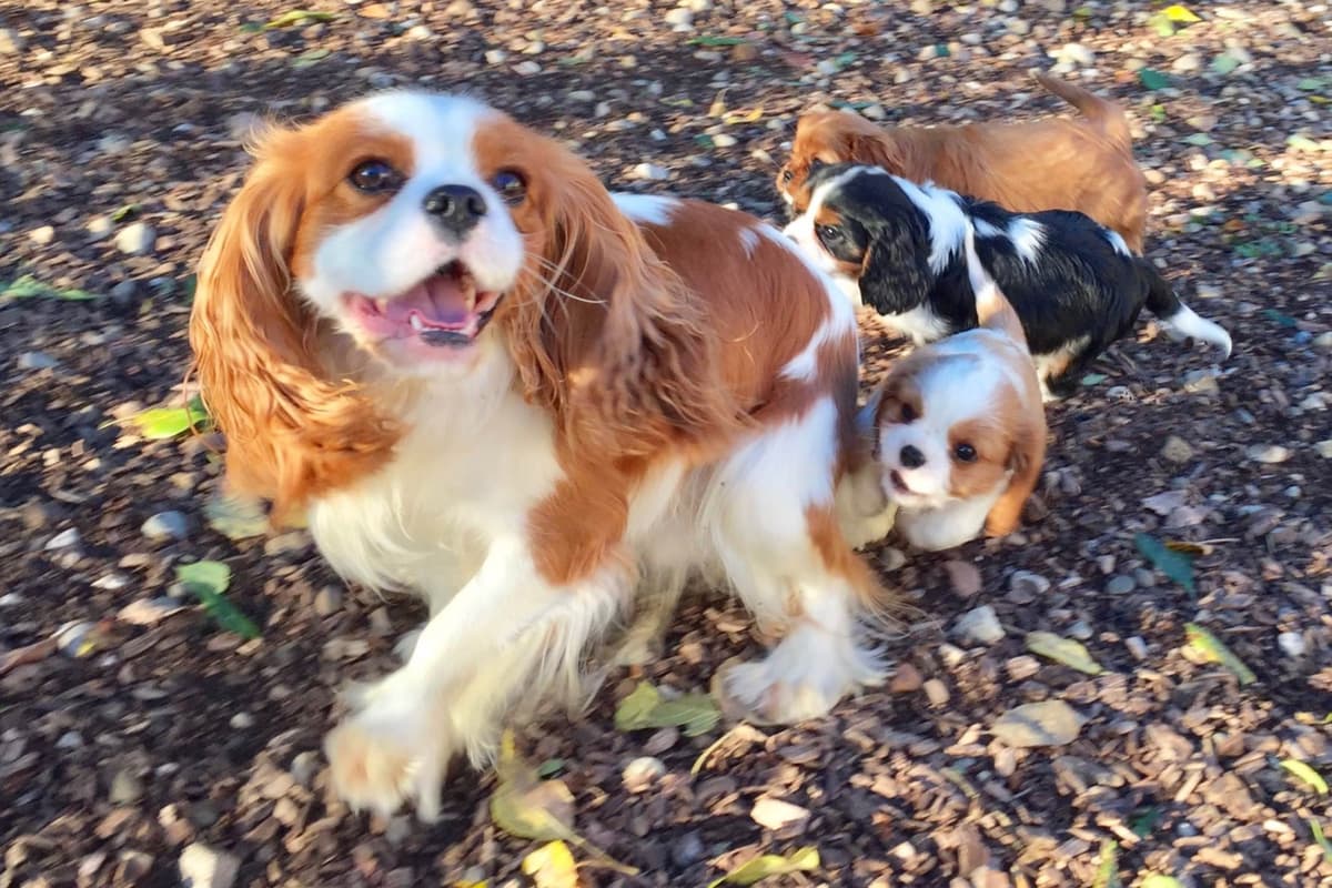 Cavalier King Charles Spaniel Puppies breeder image 8