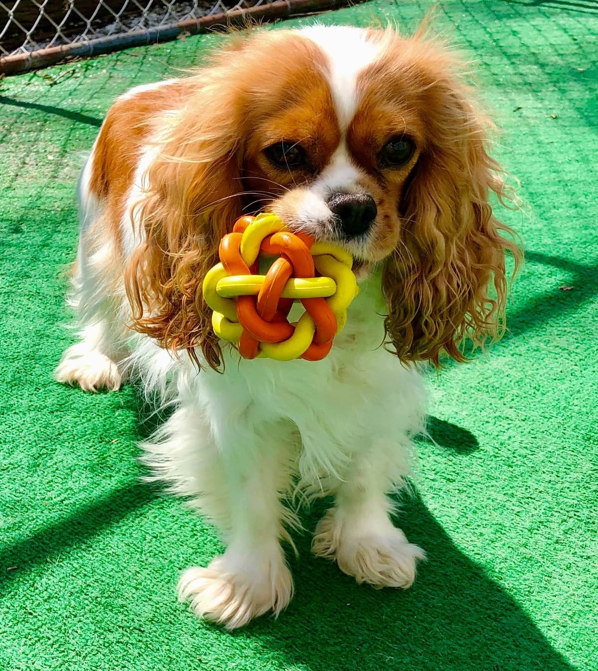 Cavalier King Charles Spaniel Puppies breeder image 9