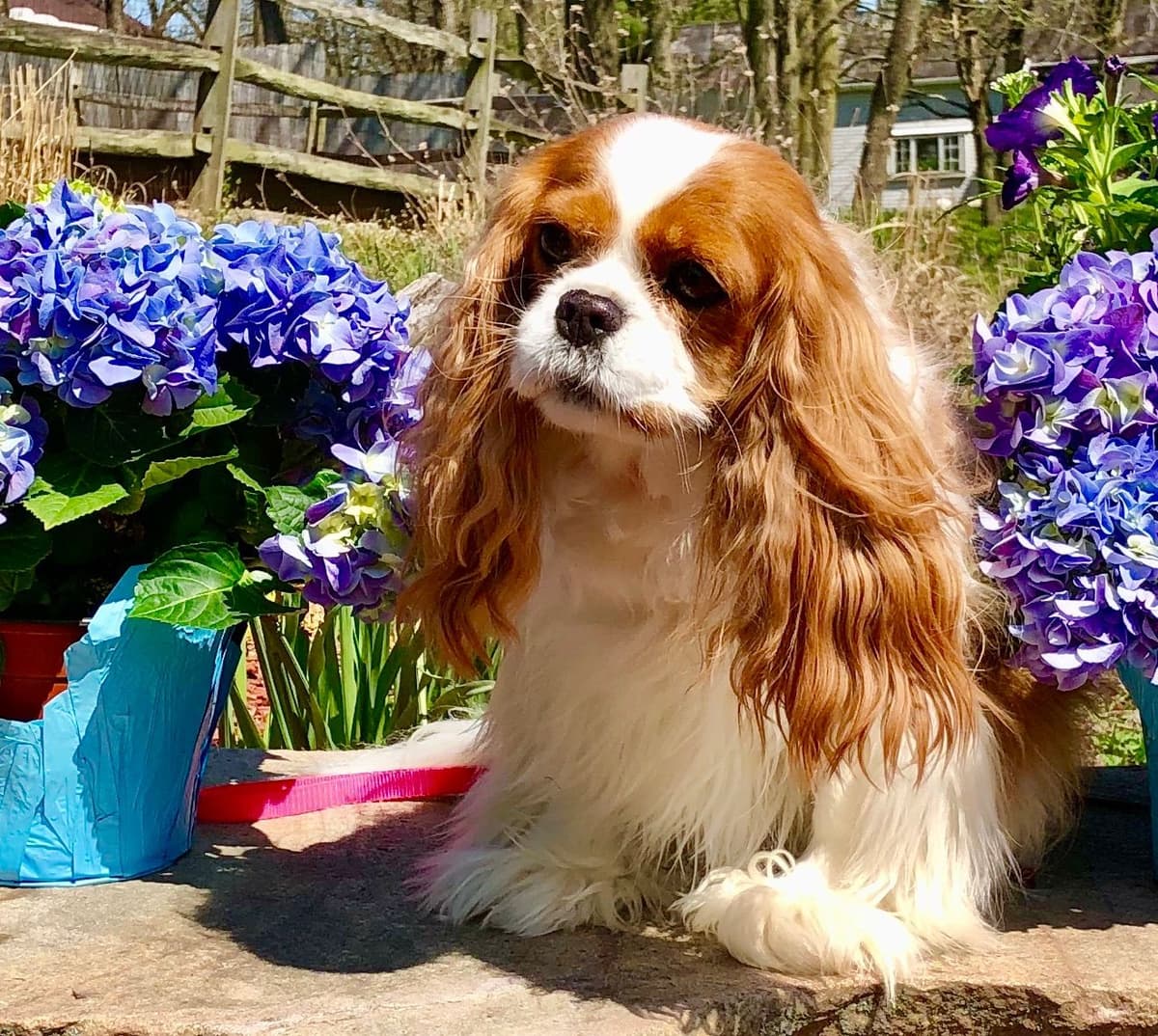 Cavalier King Charles Spaniel Puppies breeder image 10