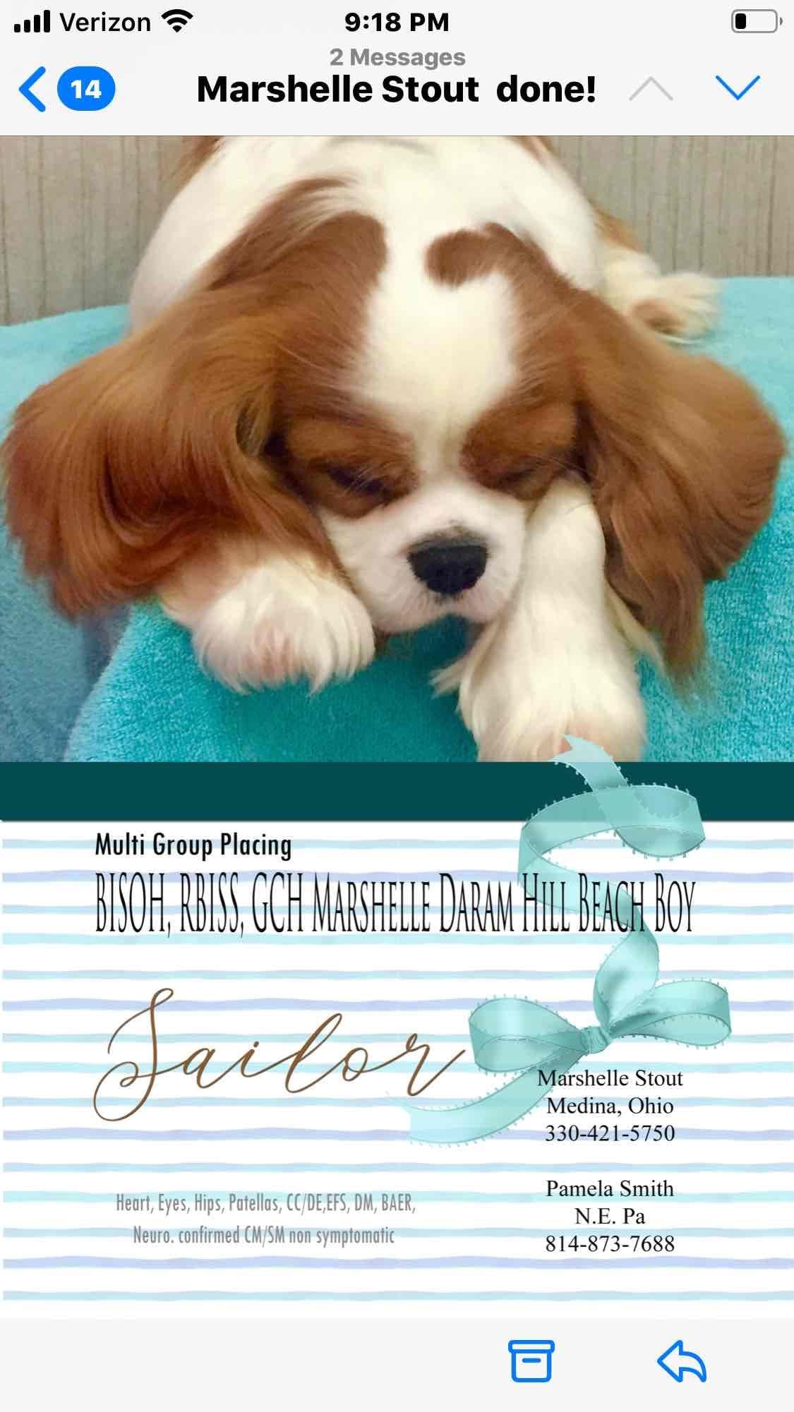 Cavalier King Charles Spaniel Puppies breeder image 11