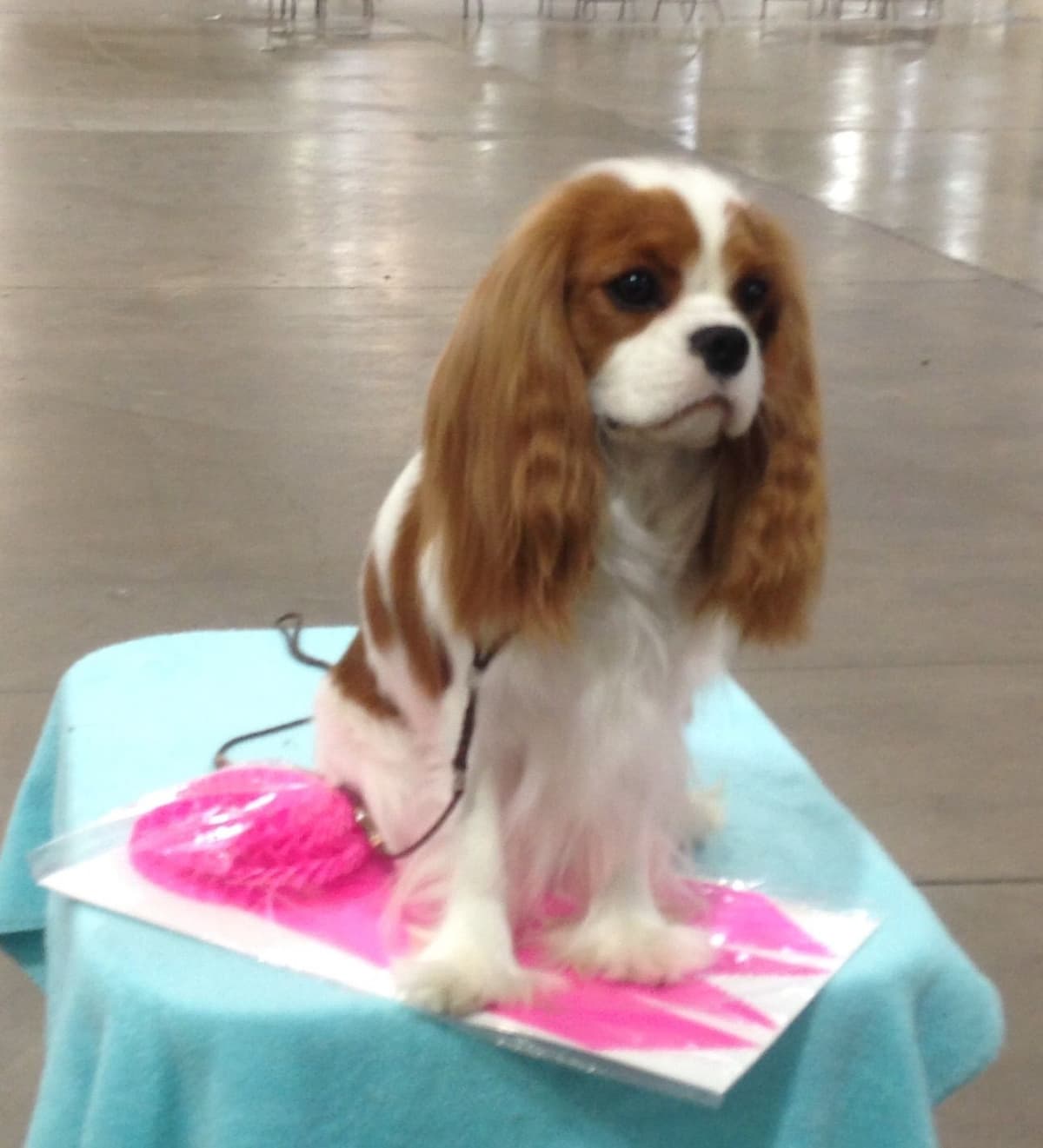 Cavalier King Charles Spaniel Puppies breeder image 13