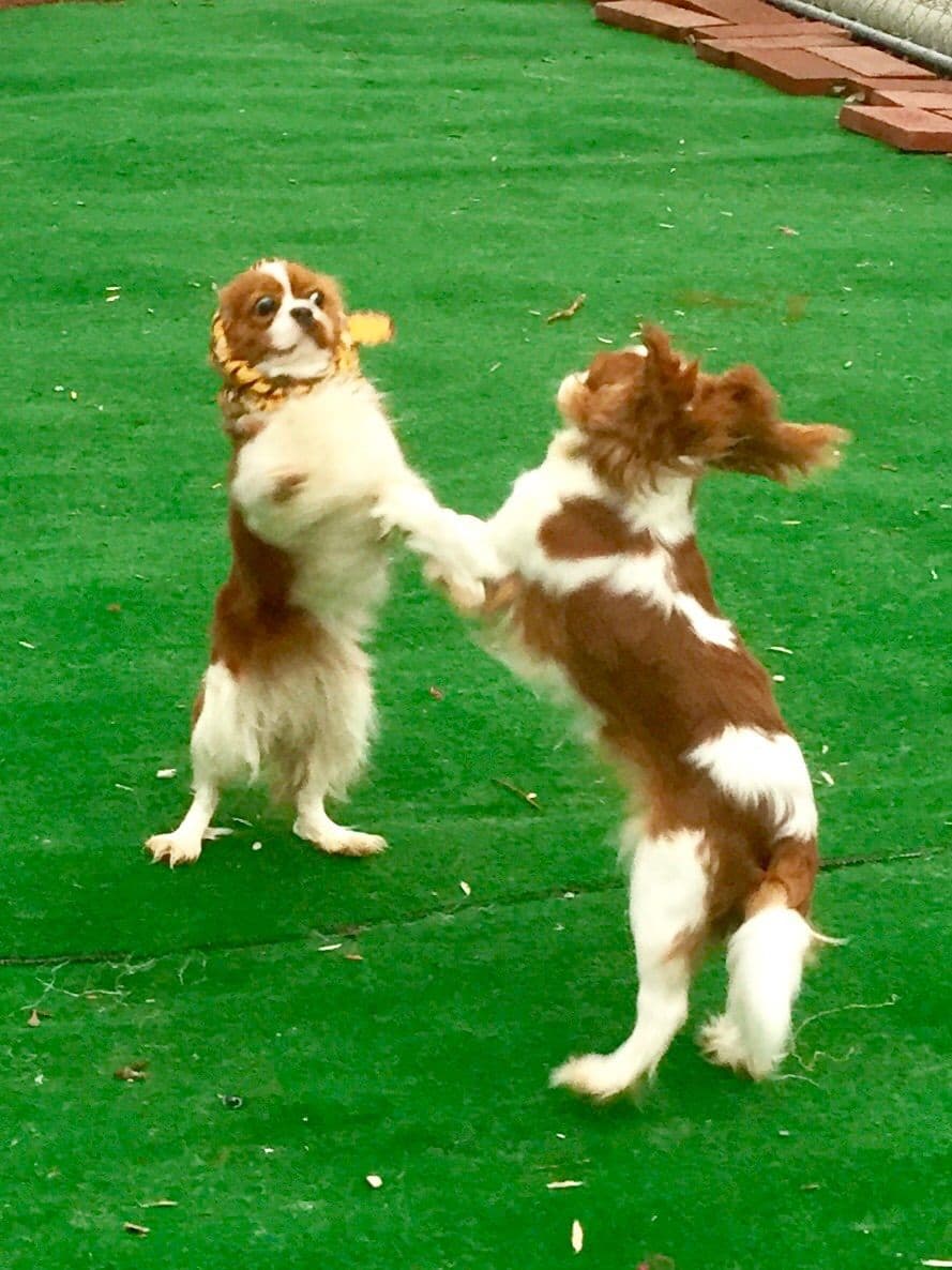 Cavalier King Charles Spaniel Puppies breeder image 15