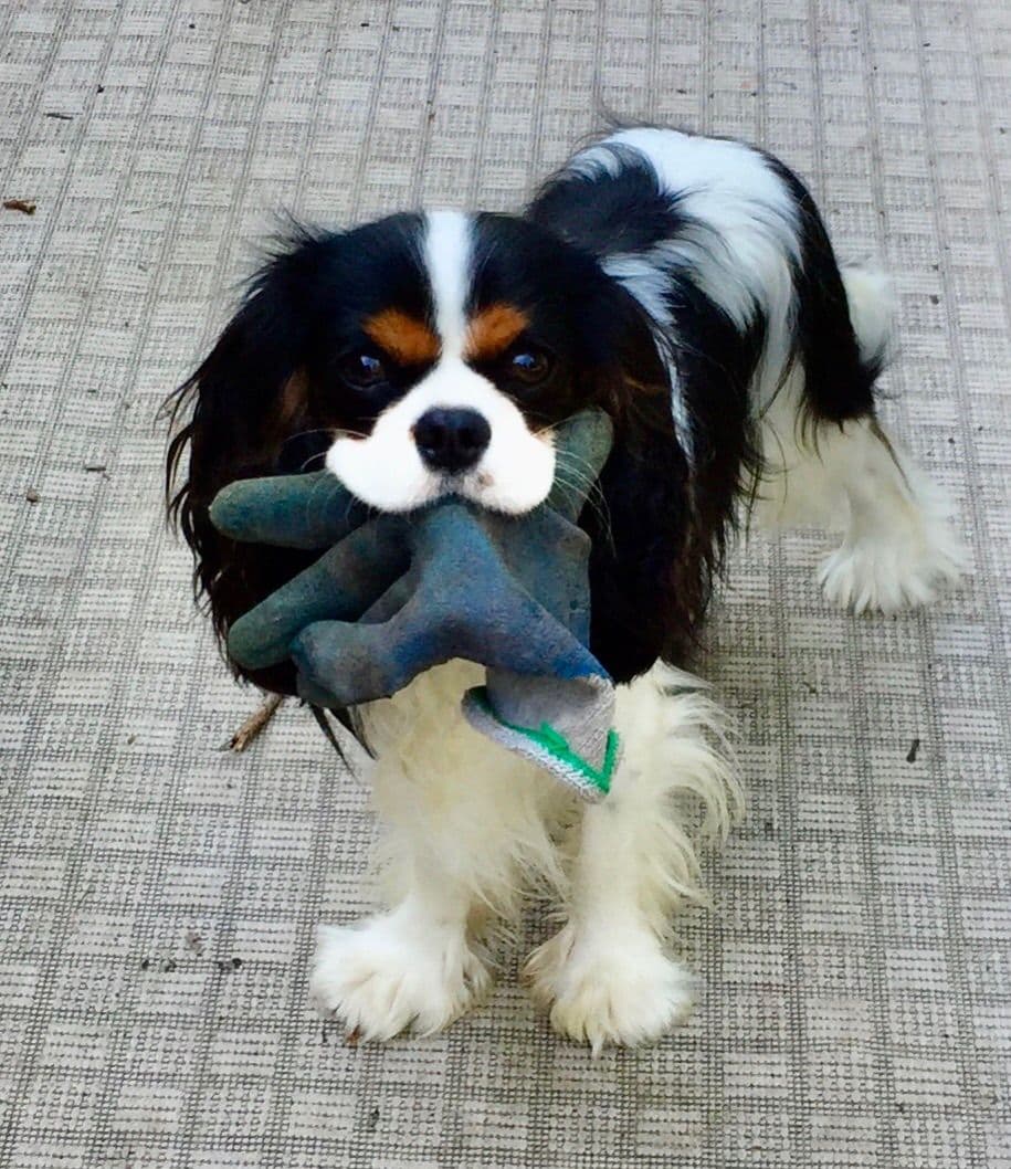 Cavalier King Charles Spaniel Puppies breeder image 17